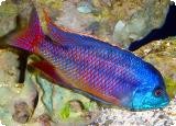 RED EMPRESS CICHLID XLG